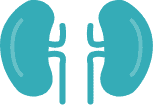 kidneys