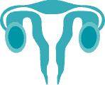 ovaries